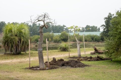 La reforma de la costanera incluye transplante de árboles